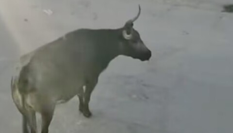 Tres toros de Lidia provocan pánico y destrozos en Guanajuato